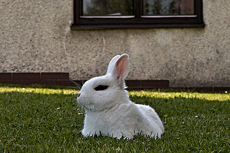 kanin, forkrøplet, hvit, liggende, kjæledyr, plen, vinduet