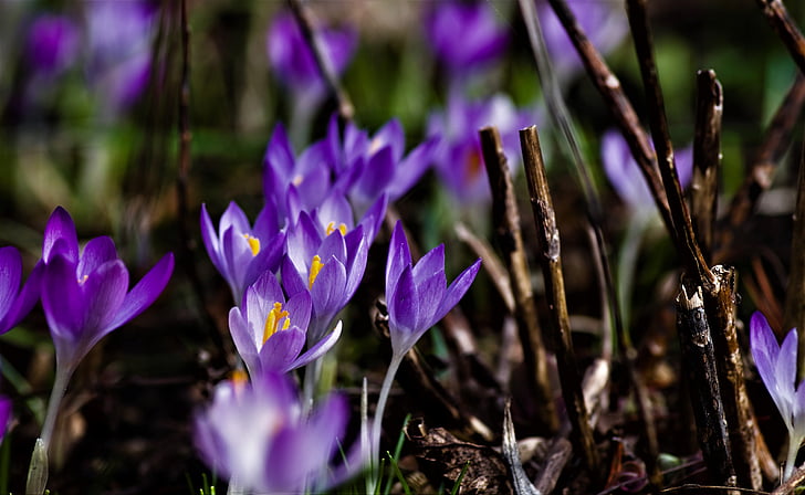 番红花, 紫色, 春天, 开花, 绽放, 春天的花朵, 紫色的小花