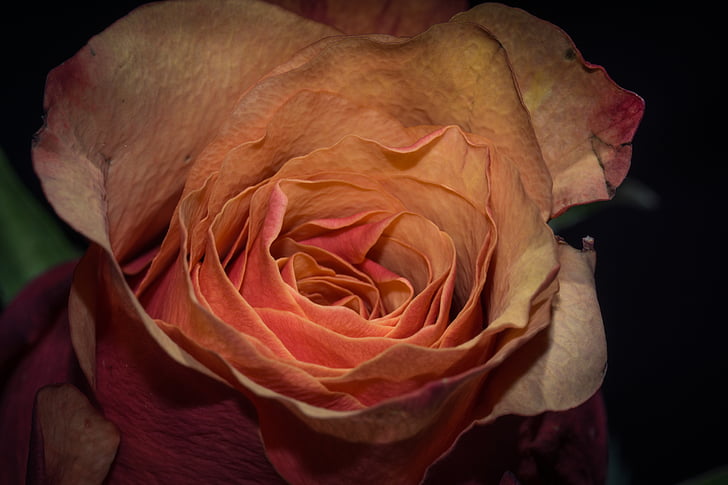flower, blossom, bloom, nature, plant, close, rose