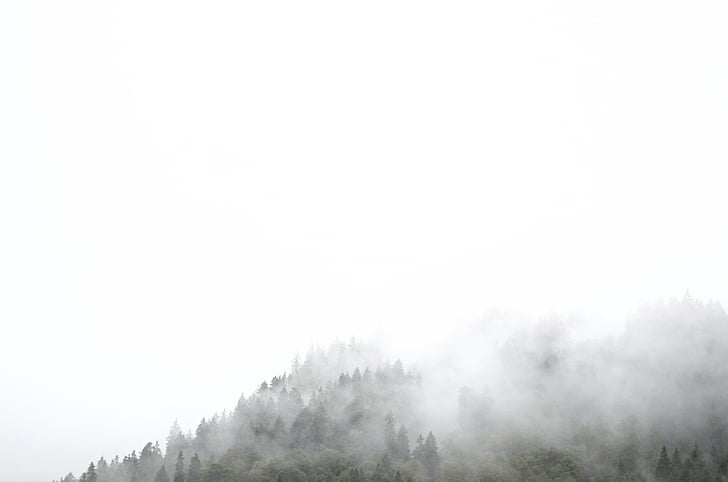 photographie, arbres, brouillards, plantes, nature, froide, météo