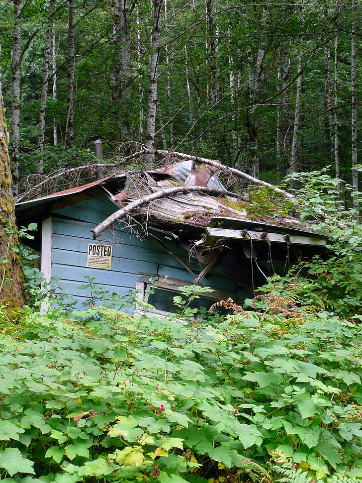 old, damaged, house, nature, forest, landscape, wrecked