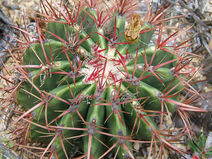 ferocactus, cactus, succulent, plant