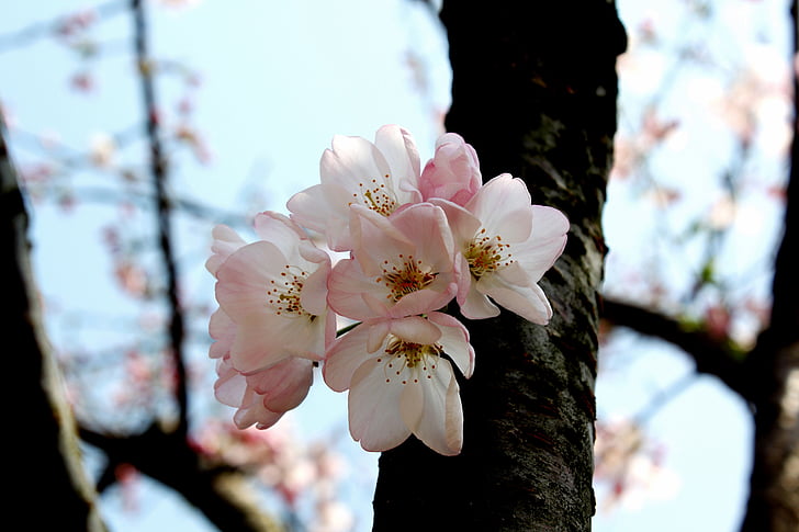 cherry blossom, early spring scent, delicate, nature, tree, branch, springtime