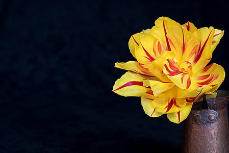 Tulipa, flor, groc, vermell, flor groga, flor, flor