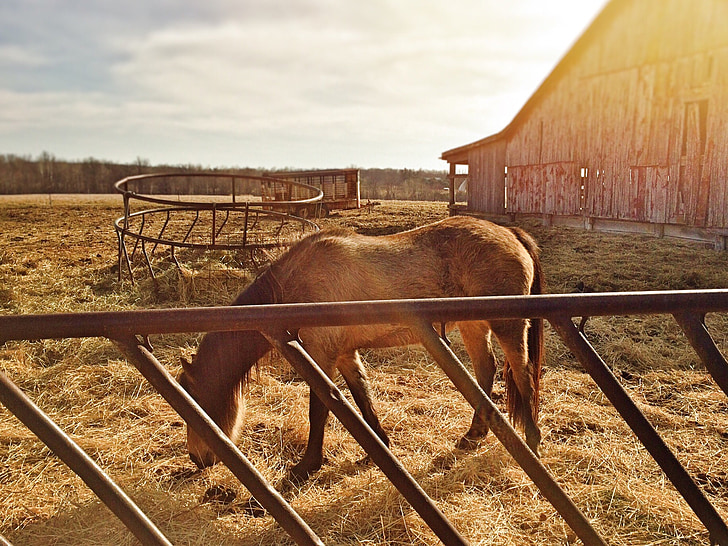 cavallo, azienda agricola, animale, rurale, Ranch, equino, pascolo