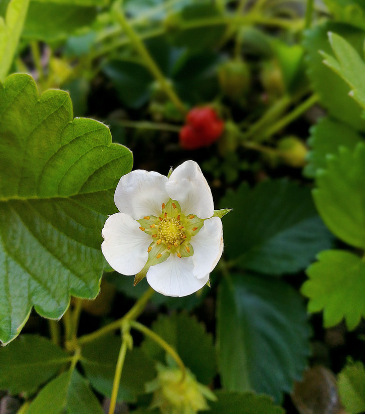 strawberry, flower, nature, fruit, green, red, white