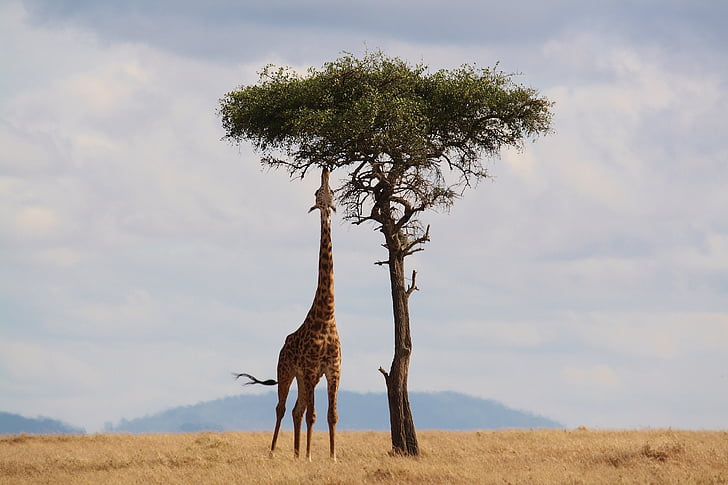 kirahvi, Kenia, Afrikka, Wildlife, Safari, kaula, pitkä