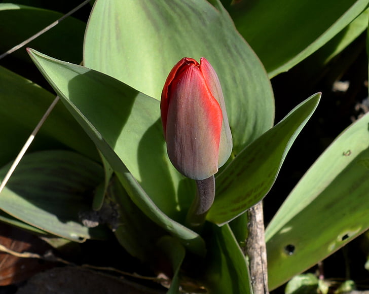 Wild tulip, blomma, knopp, röd, Spring awakening, trädgård, stängt