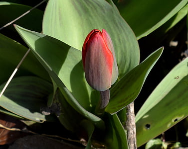 Tulipa salvatge, flor, brot, vermell, despertar de la primavera, jardí, tancat