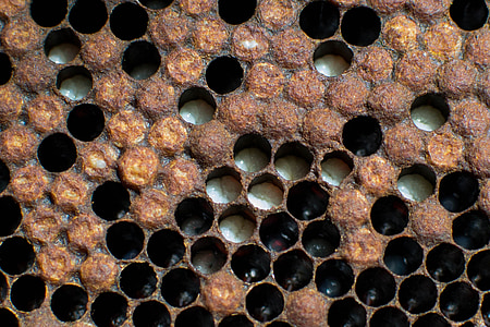 včely, Příroda, včelařství
