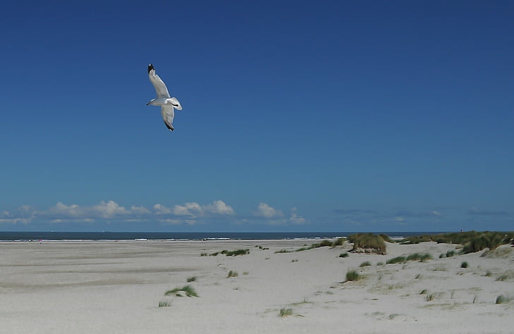 gull, flying, shore, daytime, beach, bird, seagull