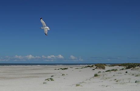 Gaviota, vuelo, Costa, durante el día, Playa, pájaro, Seagull