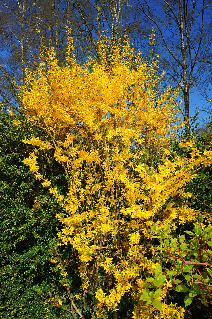 Forsythia, fiori, giallo, fiori gialli, chiudere, primavera, pianta