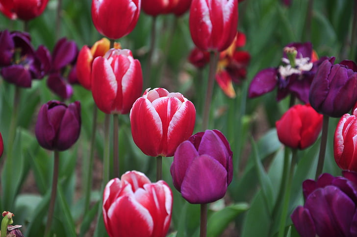 Tulip, lente, bloemen