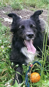 border collie, dog, pet, meadow, play, tongue