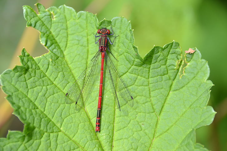 Dragonfly, punane, lehed, punane dragonfly, tiib, putukate lend, eluslooduse fotograafia