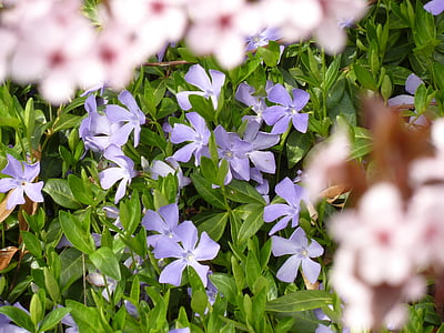 Viola, lila Blume, Natur, violette Pflanze, Blüte, Bloom, violett