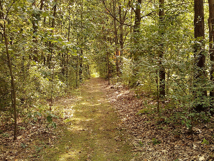 Forest, à pied, chemin d’accès, nature, sentier, randonnée pédestre, belle