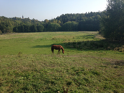 horse, bed, summer, nature, meadow, animal, grass