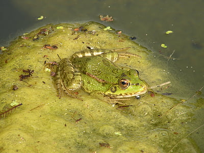 žaba, ropucha, rybník, vody, obojživelníkov, Príroda, zviera
