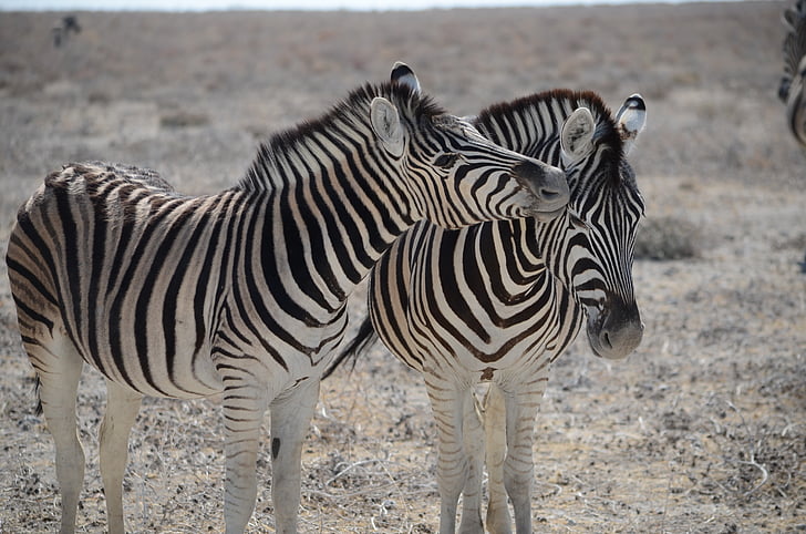 Zebra, Namíbia, čierne a biele pruhované, Safari, zviera, svet zvierat, voľne žijúcich živočíchov