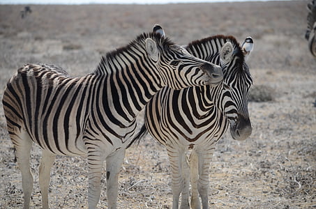 Zebra, Namibie, noir et blanc rayé, Safari, animal, monde animal, faune