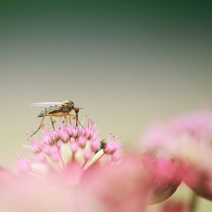 Dance fly, owad, makro, Zamknij, kwiat, Bloom, Natura