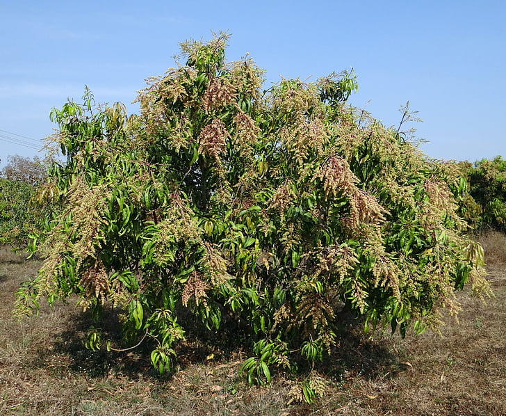 Mangový Strom, Mangifera indica, Ovocný sad, trpaslík, hyv, květy, Indie