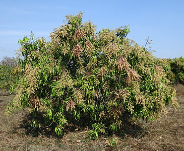 mango tree, mangifera indica, orchard, dwarf, hyv, blossoms, india