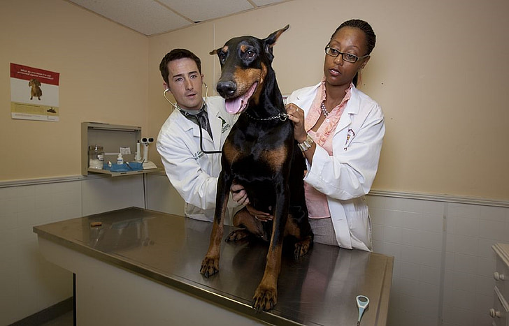 dokter hewan, Doberman, Bulldog, anjing, domestik, hewan peliharaan, pemeriksaan