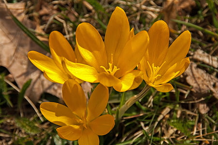 Крокус, Весна, Пасха, желтый, Природа, цветок весны., Блоссом
