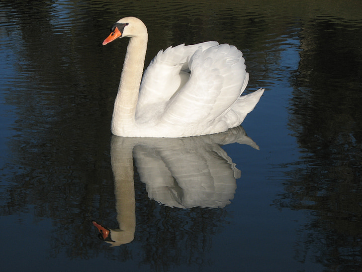 Swan, burung, putih, elegan, bulu, Danau, Cantik