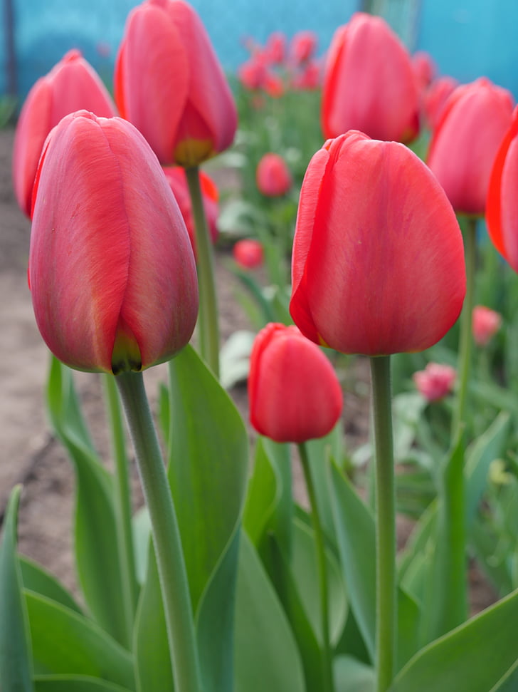 tulipán, Piros virágok, tavaszi, tulipán mező, virágok, piros