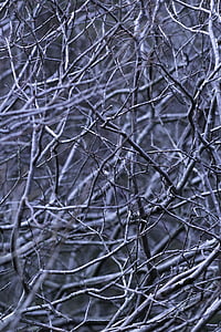 abstract, branches, forest, woods, bare tree, branch, no people