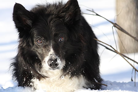 snow, dog, collie, border, dogs, animals, fauna