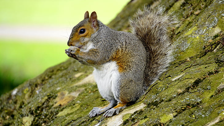 animal, animal photography, close-up, macro, squirrel, nature, rodent