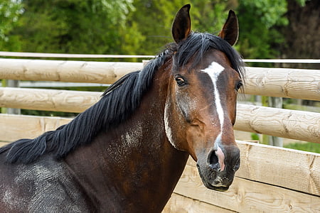 kôň, Bai, portrét
