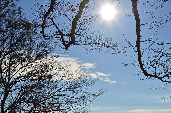 sky, sun, trees, clouds, summer, blue, nature