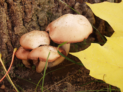 mushrooms, light brown, tree fungus, bark, nature