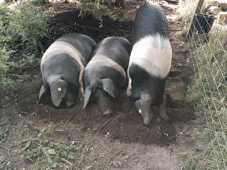 pig, saddleback pigs, animal, saddleback, farmyard, swine, bacon