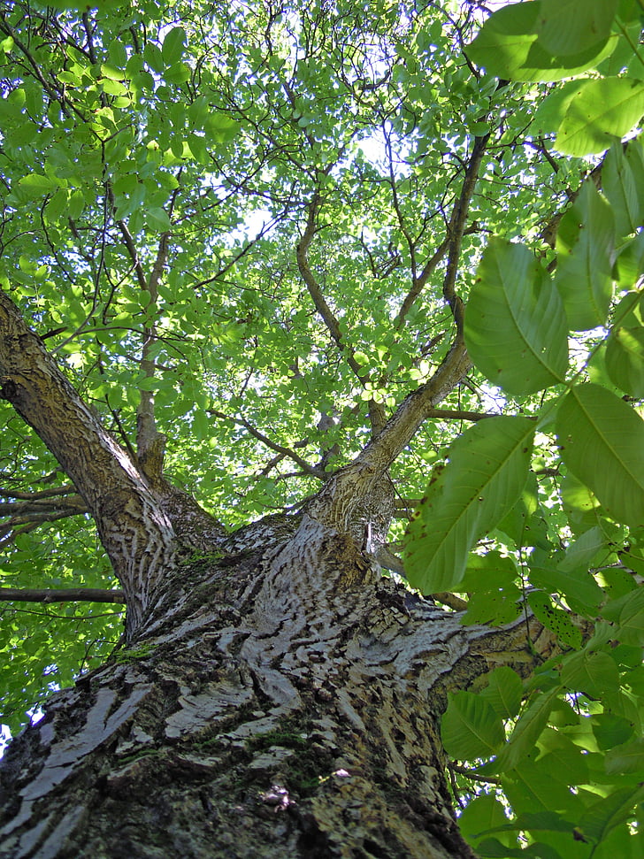 tree, walnut tree, leaves, leaf, green, tribe, bark