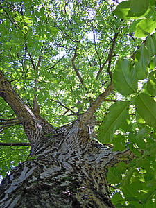 tree, walnut tree, leaves, leaf, green, tribe, bark