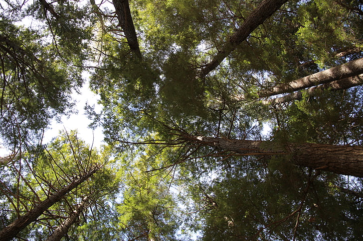 forest, nature, trees, worm's eye view