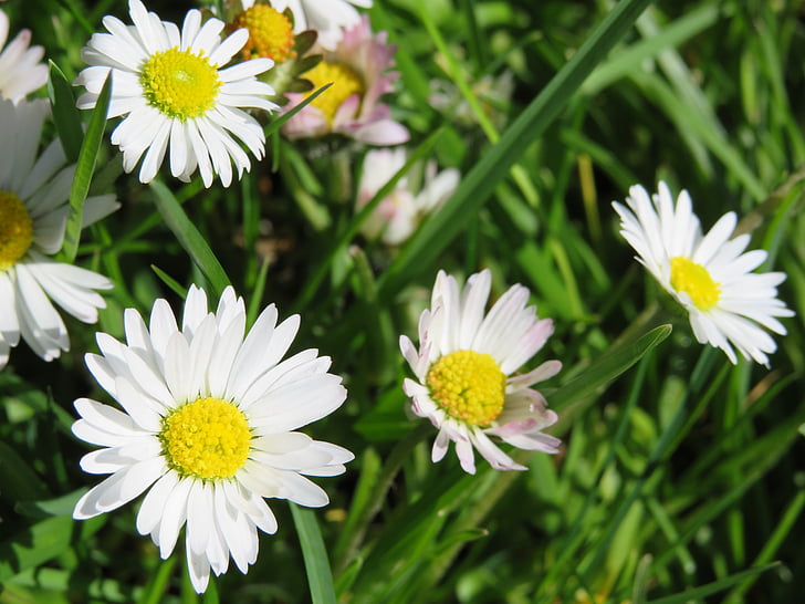Daisy, rét, fű, zöld, virágok, tavaszi, természet