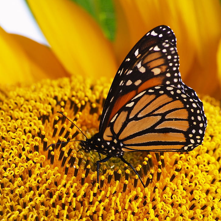 Monarch, vlinder, Boven, zonnebloem, insect, dier, natuur