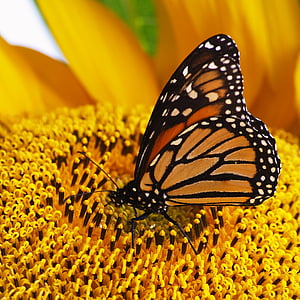Монарх, бабочка, Вверх, подсолнечник, насекомое, животное, Природа