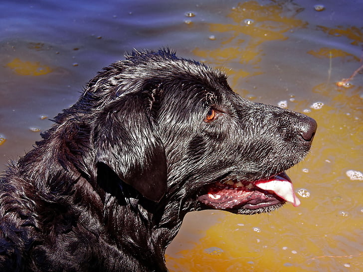 kutya, Labrador, PET, állat, fej, fekete, víz