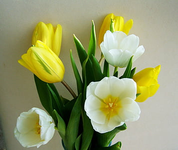 Tulip, hunnik lilli, kollase ja valge lill, kimp, loodus, lill, kollane