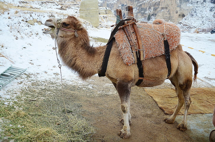 Kamel, Tier, Säugetier, Reisen, Safari, Tourismus, Arabische