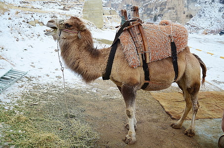 Camel, dyr, pattedyr, rejse, Safari, turisme, Arabian